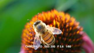 Canon 100mm Macro USM [upl. by Aulea114]