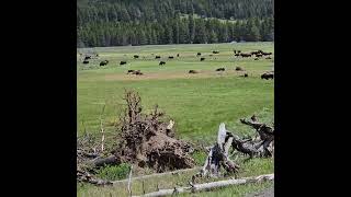 Yellowstone National Park Buffalo bigyellowbus [upl. by Reh]