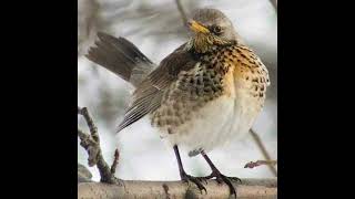 Fieldfare Bird Call [upl. by Samohtnhoj]