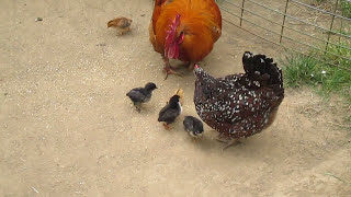 Hen Speckled Sussex chicks clean ticks for Cochin rooster Read Description 小雞和媽媽幫爸爸九斤黃清蟲 看描述欄 [upl. by Etna]