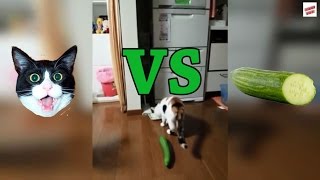 Cats vs Cucumbers Compilation [upl. by Kariotta313]