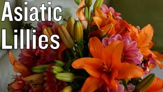 How to Work with Asiatic Lillies [upl. by Ames]