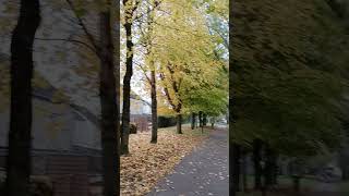 Automne les feuilles tombent [upl. by Amzaj]