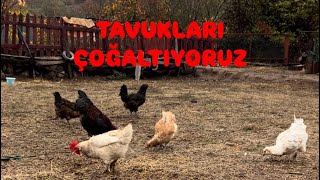 TAVUKLARIMIZ ÇOĞALIYORKERPİÇ EV PROJEMİZİ YAPTIK [upl. by Atinnek]