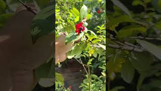 MICKEY MOUSE PLANT  OCHNA SERRULATE  MICKEY MOUSE shorts viralvideo trending new flowers hd [upl. by Ciro]