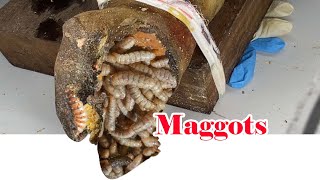 Maggots and Madness The Shocking Truth About Cow Hoof Treatment Cut Trim and Cleaning IMG 0226 [upl. by Ellennod]