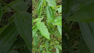 Cinnamomum zeylanicum Nees quế thật gia vị thơm cay ngọt ấm Vị thuốc quý [upl. by Keverian548]