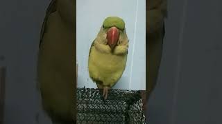 🕊️😊❤️🐤🕊️🤗parrotparrotsoundtalkingparrotcutebirdsmittobirdsindianringnickytshortsshortfeeds [upl. by Atalayah]