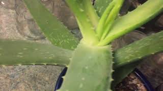 Aloe With Not Enough Light And Aloe With Too Much [upl. by Mit]