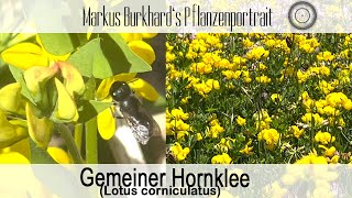 Hornklee TOP Hummelpflanze Schmetterlingsfutterpflanze ein MUSS für jeden Naturgarten [upl. by Arvid776]