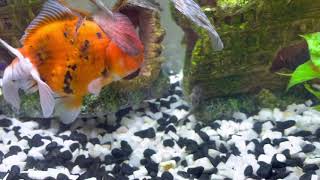 Peppered Cory catfish are great with indoor Goldfish [upl. by Hacim]