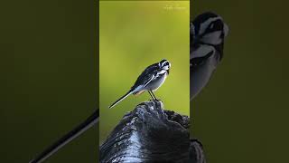 A beautiful African Pied Wagtail Bird in kruger national park [upl. by Tracey]