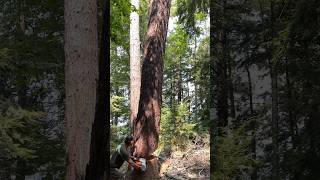 Dropping the stump log of a large dead hemlock with the Stihl 880 sendit [upl. by Magdaia418]