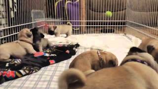 We are Lodas Pugs Salem Oregon Pure Bred Pug Puppies [upl. by Akinom979]