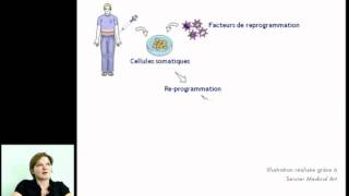 Reprogrammation des cellules souches induites à la pluripotence iPS [upl. by Prowel]