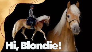 Blondschopf auf dem Buchenhof ein Haflinger zieht ein ☺️ [upl. by Hamaso]