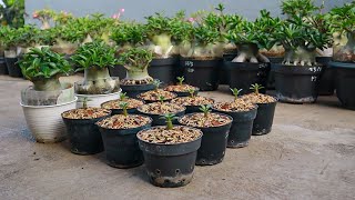 How to make adenium arabicum plump and fat Short branched Desert rose bonsai [upl. by Avahc]