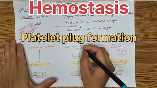 Hemostasis in hindi l flow chart l Platelet plug formation haematology [upl. by Aaren599]