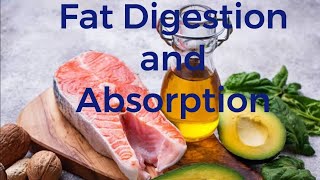 Digestion and Absorption of Fats Physiology l explained in english [upl. by Neron]