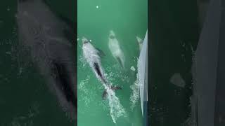 Hectors Dolphins in the Akaroa Harbour [upl. by Etiam]