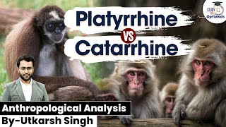 Platyrrhine Vs Catarrhine  A 15 Minute Insight By Utkarsh Singh  StudyIQ UPSC Optionals [upl. by Nile]