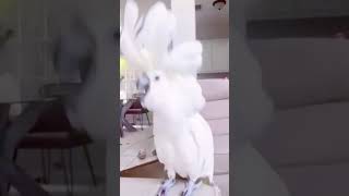 Happy Cockatoo 😂  24k24k parrot cockatoo funnyshorts [upl. by Hoes]