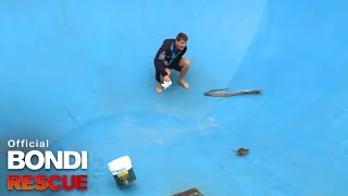 The Rat Rescue  Bondi Rescue S8 E7 [upl. by Anayd]