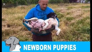 Rescued a homeless pregnant dog  newborn 8 puppies Please share so we can find them new home [upl. by Ecyak272]