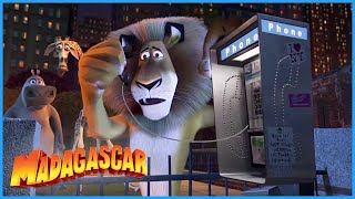 DreamWorks Madagascar  Oh NO Marty is Gone  Madagascar Movie Clip Madagascar Kids Movies [upl. by Adehsor]