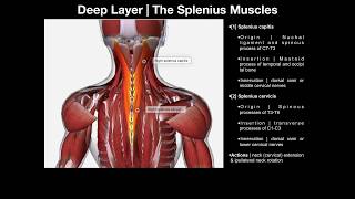 True Back Muscles  The Splenius amp Erector Spinae Groups [upl. by Minda]