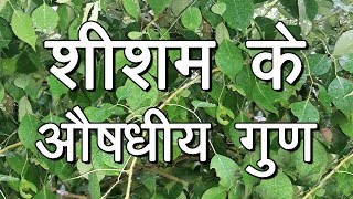 शीशम के औषधीय गुण  Medicinal Benefits of Sheesham [upl. by Attelra]