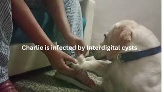 Charlie is infected by Interdigital cyst dog cute pet love [upl. by Noside]