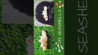 🐚Seashell Craft Ideas🐚 diy seashell seashellart seashells seashellcraft shorts viralart art [upl. by Alleynad553]