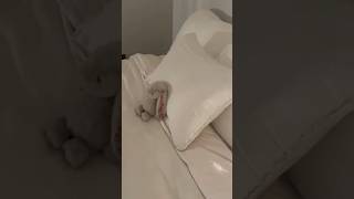 linen casaluna bedding is a must for a cloud bed 🤍 cozy cloud lifestylevlog sustainability [upl. by Woolley]