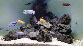 Mbuna tank 23032017 [upl. by Sitof]