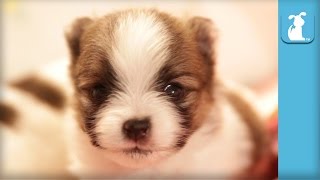 2 Week Old Pomeranian Puppy Talks Back  Puppy Love [upl. by Charteris]