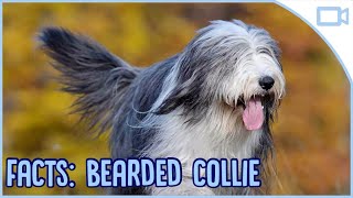 Facts About Bearded Collies [upl. by Giardap]