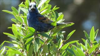 Blue Grosbeak  Malibu Creek State Park  June 13 2016 [upl. by Nedap314]