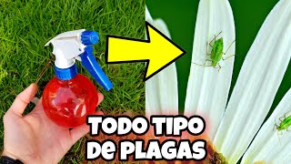 CREA este INSECTICIDA Casero que pocos CONOCEN para PLANTAS y elimina TODAS las plagas u Hormigas [upl. by Tella354]