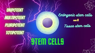 stem cells unipotent multipotent pluripotent totipotent stem cells explained stem cells pathology [upl. by Hgiel]