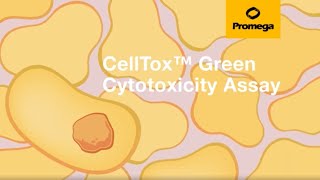 CellTox™ Green Cytotoxicity Assay [upl. by Wash]