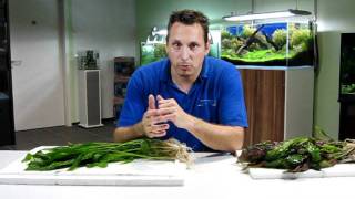 Oliver Knott presents aquatic plants for Malawi and Tanganjika [upl. by Adria]