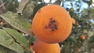 Mediterranean fruit fly Ceratitis capitata [upl. by Weissmann]