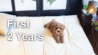 My Cavapoo Puppy  First 2 Years Expenses  Development  Medical I Training [upl. by Orwin]