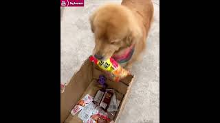 Golden retriever takes a box to the supermarket to grab food😂 [upl. by Aiyotal]