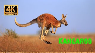 Kangaroo  The Worlds Largest Hopping Animal 4K [upl. by Annaehs29]