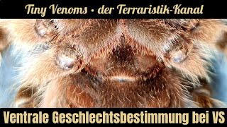 Ventrale Geschlechtsbestimmung bei Vogelspinnen  mit fatalen Folgen [upl. by Cid979]