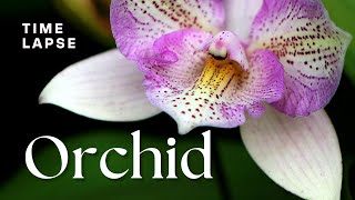 Timelapse Watch Orchid Flowers Bloom [upl. by Brocklin597]