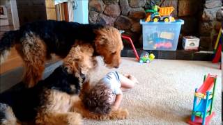 Airedale Terriers amp My 2 Year Old Toddler Playing Together [upl. by Nesral833]