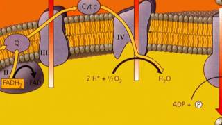 Oxidative Phosphorylation [upl. by Zap]